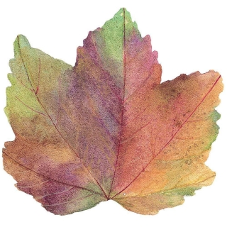 Autumn Leaf Placemats